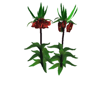 Fritillaria Crown Imperial2_1